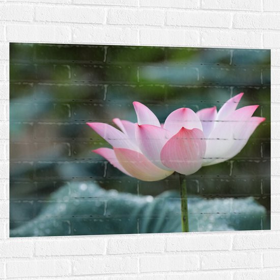 Muursticker - Wit met Roze Lotus Bloem Voor Donker Groene Bladeren - 100x75 cm Foto op Muursticker