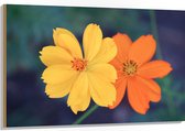Hout - Fel Oranje en Gele Cosmos Bloemen voor Donker Groene Achtergrond - 120x80 cm - 9 mm dik - Foto op Hout (Met Ophangsysteem)