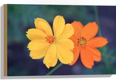 Hout - Fel Oranje en Gele Cosmos Bloemen voor Donker Groene Achtergrond - 60x40 cm - 9 mm dik - Foto op Hout (Met Ophangsysteem)