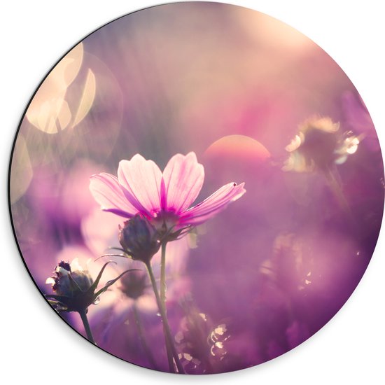 Dibond Muurcirkel - Cosmea Bloemen met Paarse Gloed als Achtergrond - 30x30 cm Foto op Aluminium Muurcirkel (met ophangsysteem)