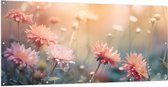 Tuinposter – Roze Chrysanten met Wazige Achtergrond en Oranje Zonlicht - Bloemen - 200x100 cm Foto op Tuinposter (wanddecoratie voor buiten en binnen)