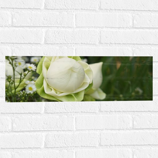 Muursticker - Nog Niet Uitgebloeide Wit met Groene Lotus Bloem - 60x20 cm Foto op Muursticker