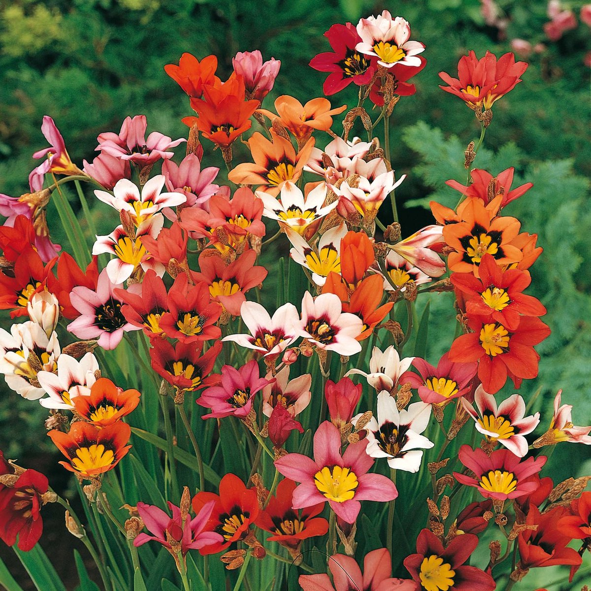 Sparaxis Tricolor Mix | 20 stuks | Zigeunerbloem