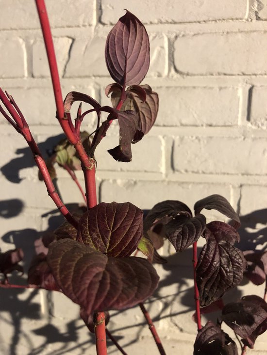 CORNUS ALBA 'SIBIRICA' - CORNOULIER BLANC - 60- 80 cm