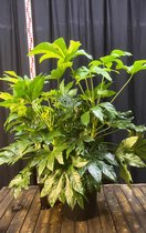 Fatsia Japonica - Vingerplant 125-150 cm in pot 35 liter