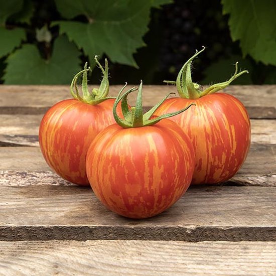 Tomaten zaden Tomaat Red Zebra improved bol