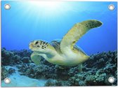 Tuinposter – Zwemmende Zeeschildpad bij Koraal op Zeebodem van Heldere Oceaan - 40x30 cm Foto op Tuinposter (wanddecoratie voor buiten en binnen)