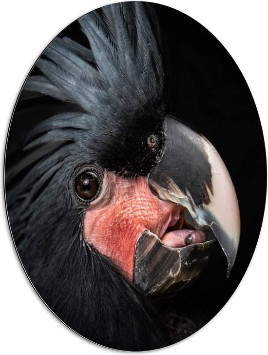 Dibond Ovaal - Zwartkleurige Kaketoe Vogel tegen Zwarte Achtergrond - 60x80 cm Foto op Ovaal (Met Ophangsysteem)