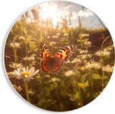 PVC Schuimplaat Muurcirkel - Bloemen - Madeliefjes - Vlinder - Kleuren - 20x20 cm Foto op Muurcirkel (met ophangsysteem)