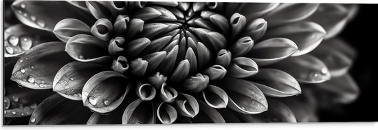 Dibond - Zwart-wit Dahlie Bloem met Waterdruppels erop - 90x30 cm Foto op Aluminium (Met Ophangsysteem)