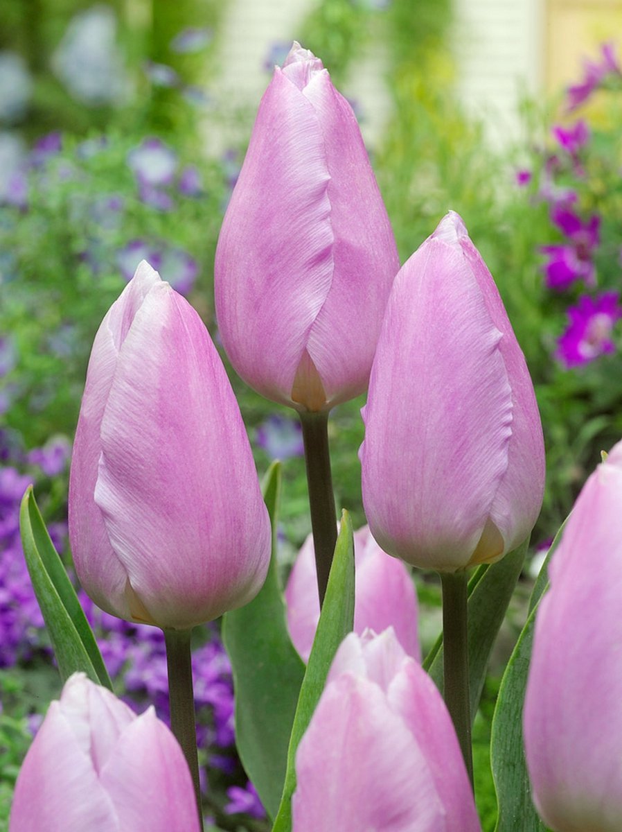 25x Tulpen 'Candy prince' - BULBi® Bloembollen met bloeigarantie