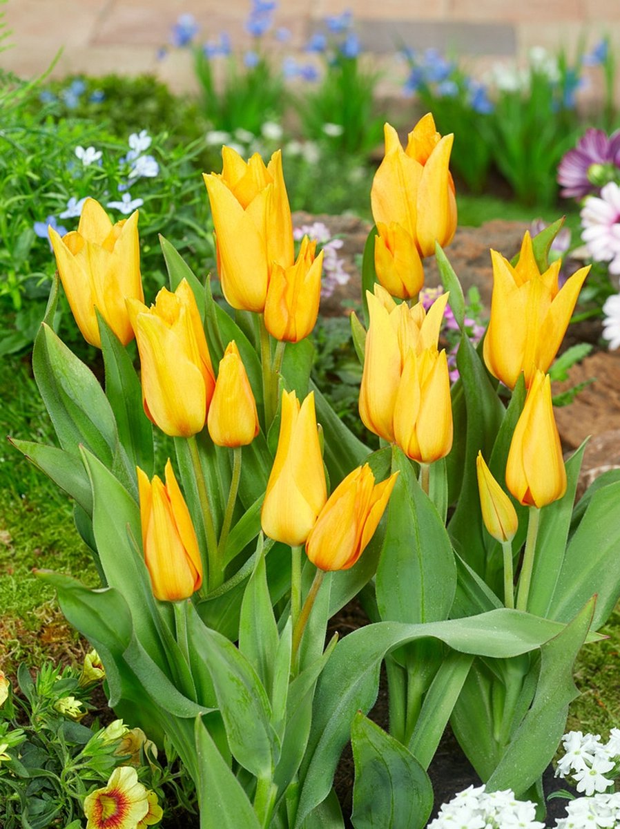 25x Tulpen 'Praestans shogun' - BULBi® Bloembollen met bloeigarantie