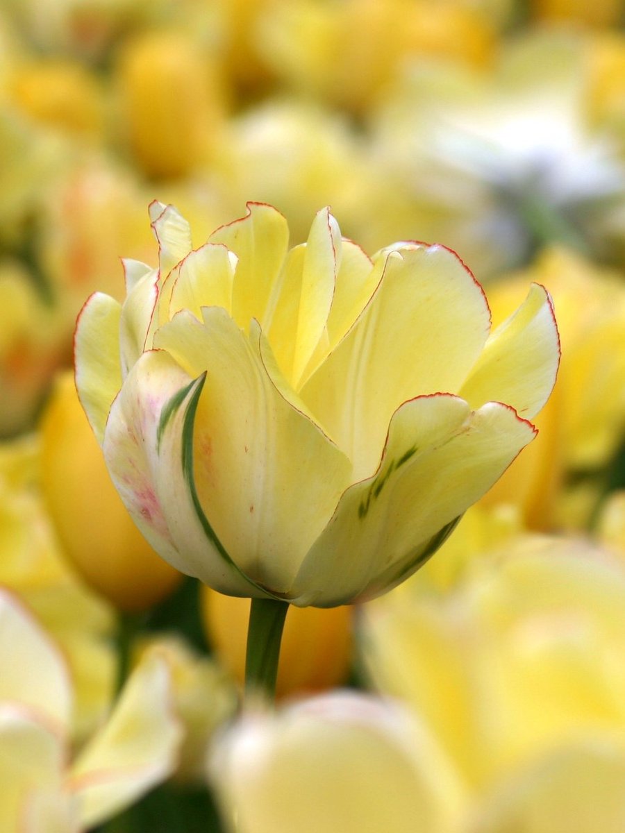 15x Tulpen 'Akebono' - BULBi® Bloembollen met bloeigarantie