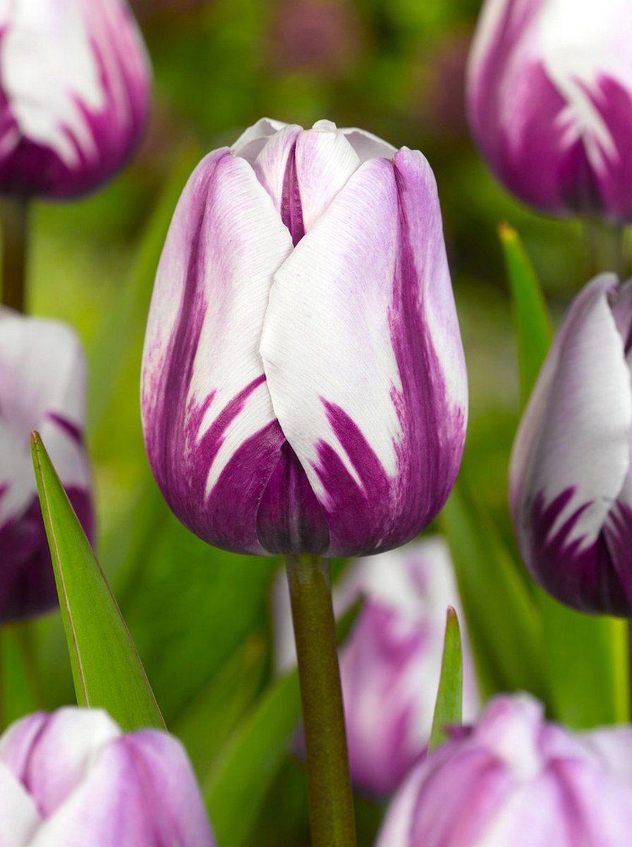 10x Tulpen 'Rems favourite' - BULBi® Bloembollen met bloeigarantie