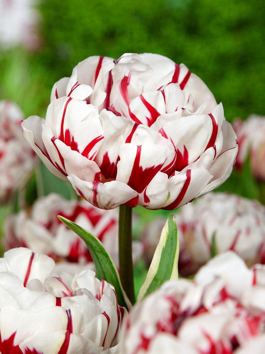 15x Tulpen 'Carnaval de nice' - BULBi® Bloembollen met bloeigarantie