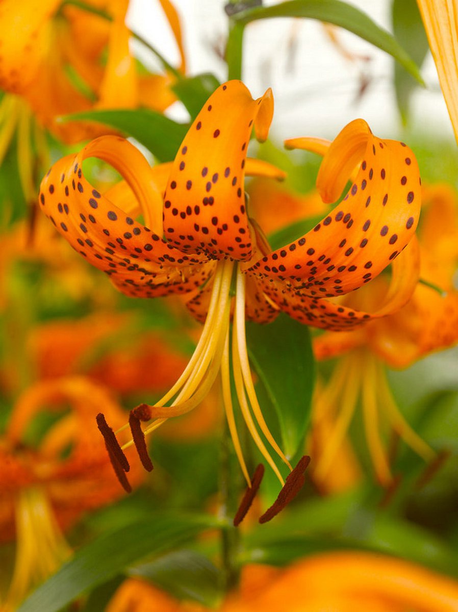 6x Lelie 'Orange tiger' - BULBi® Bloembollen met bloeigarantie