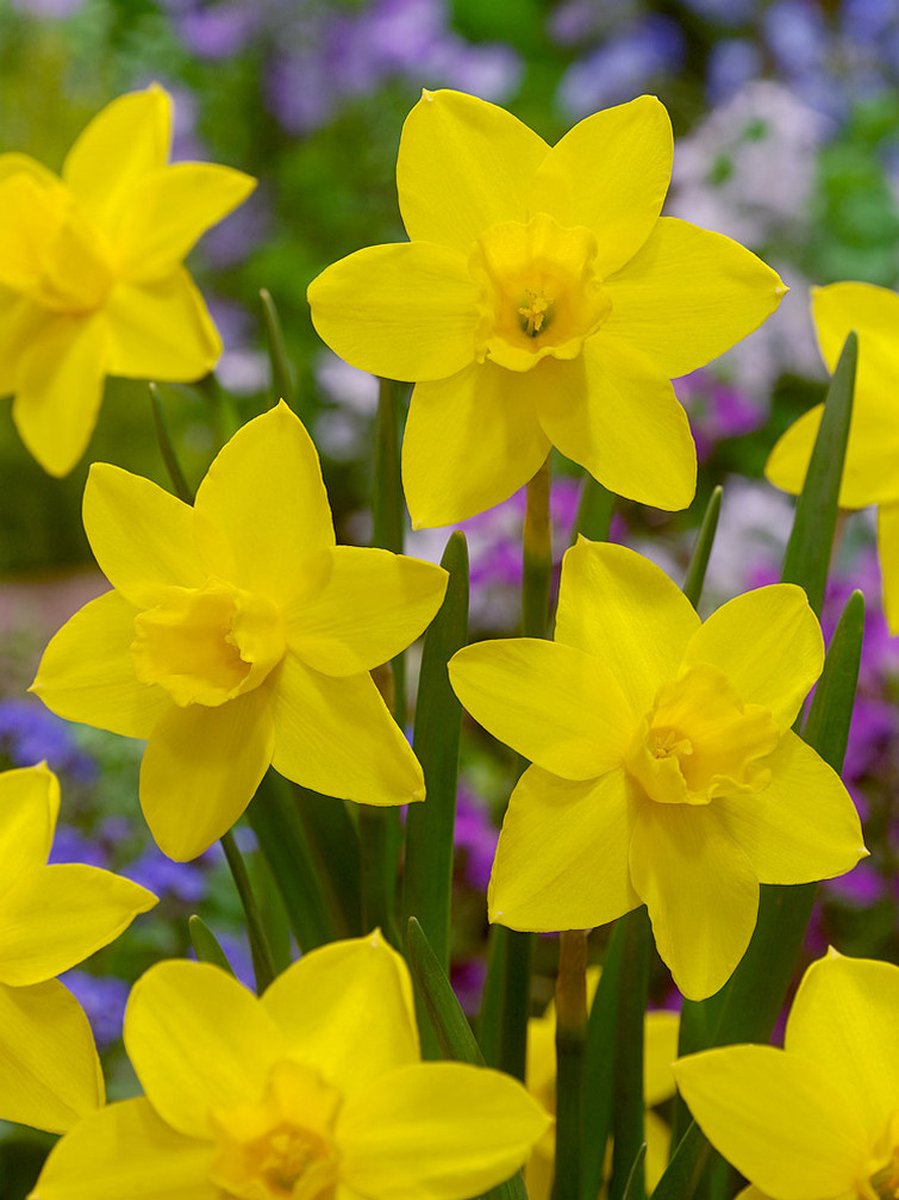 30x Narcissen 'Sweetness' - BULBi® Bloembollen met bloeigarantie