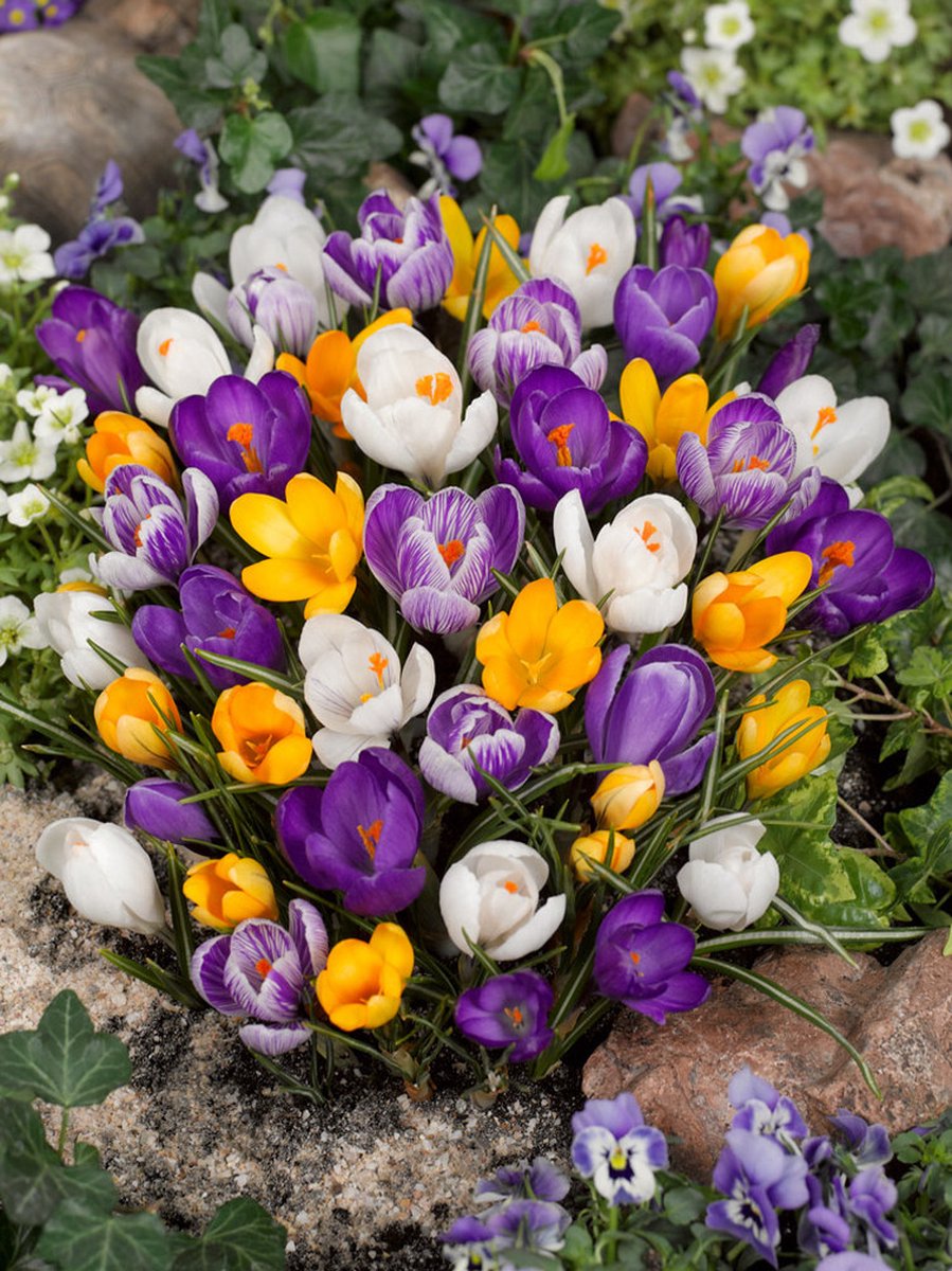 50x Crocus 'Grootbloemig gemengd' - BULBi® Bloembollen met bloeigarantie