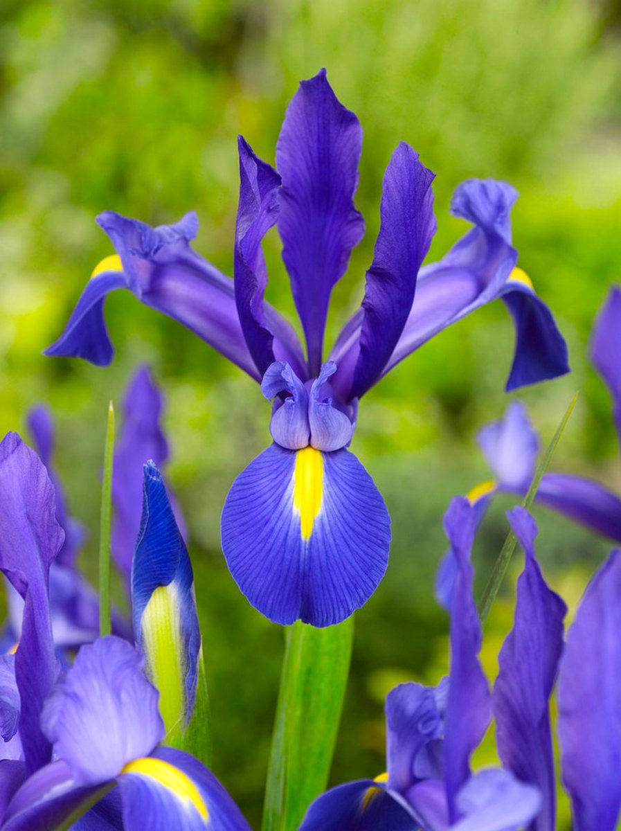 50x Iris 'Iris blue magic hollandica' - BULBi® Bloembollen met bloeigarantie