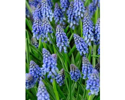 100x Blauwe druifjes 'Muscari armeniacum' - BULBi® Bloembollen met bloeigarantie