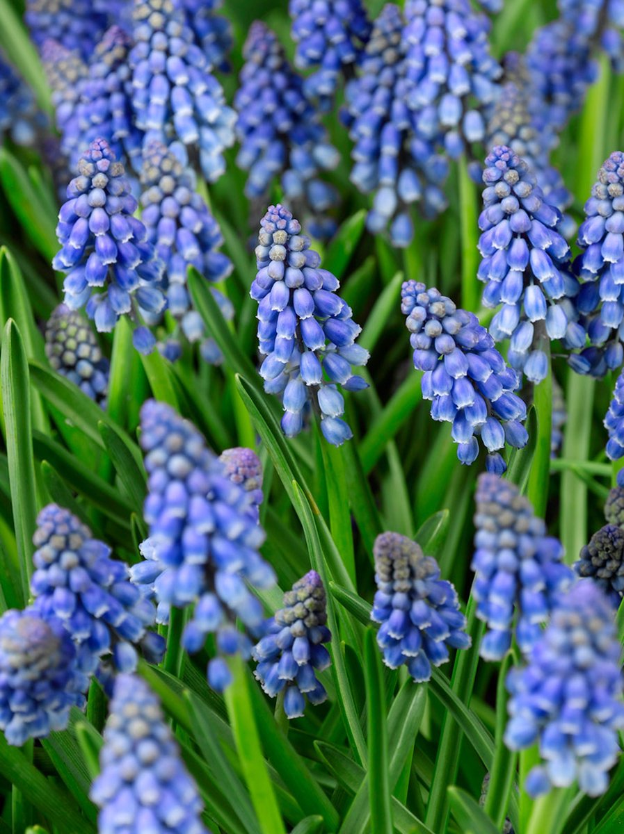 100x Blauwe druifjes 'Muscari armeniacum' - BULBi® Bloembollen met bloeigarantie