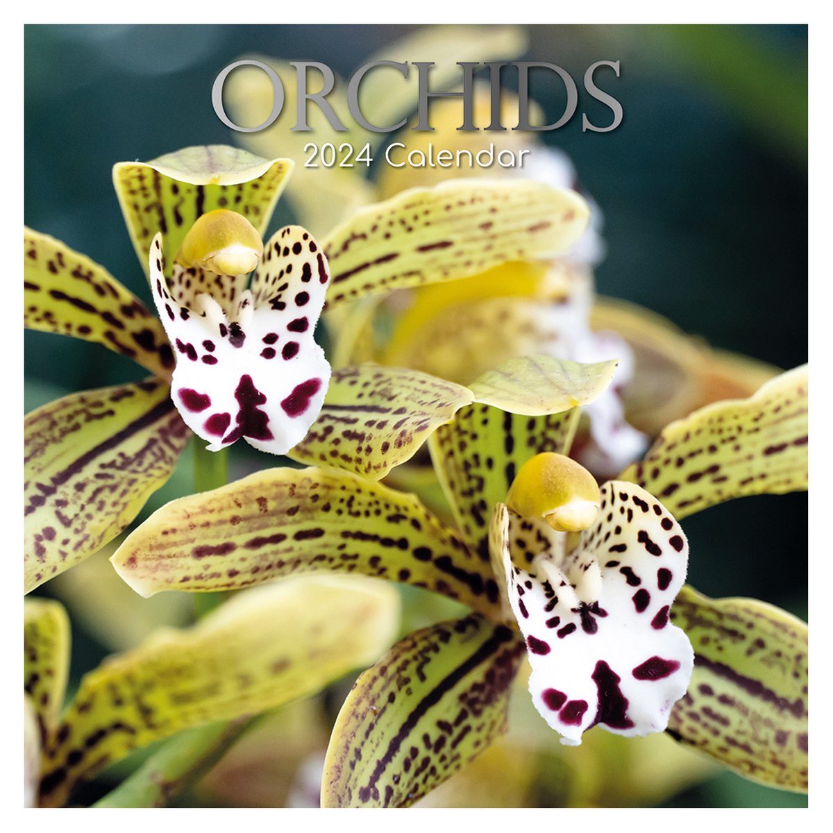 Orchidee Kalender 2024