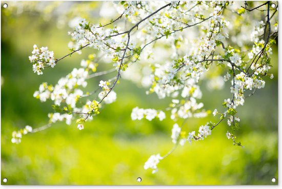 Tuinposter - Tuindoek - Tuinposters buiten - Bloesem - Lente - Wit - 120x80 cm - Tuin