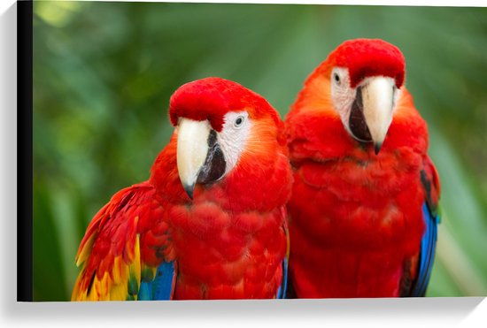 Canvas - Twee papegaaien zitten langs elkaar in een bos - 60x40 cm Foto op Canvas Schilderij (Wanddecoratie op Canvas)