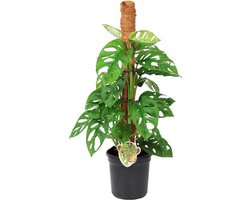 Plant in a Box - Monstera Monkey Mask - Mosstok - Rimpelgatenplant - Groene kamerplant - Pot 16cm - Hoogte 60-70cm