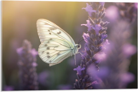 Acrylglas - Insect - Vlinder - Bloem - Lavendel - 75x50 cm Foto op Acrylglas (Met Ophangsysteem)