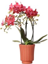 Kolibri Orchids | Rode Phalaenopsis orchidee – Congo + Retro sierpot terracotta– potmaat Ø9cm – 40cm hoog | bloeiende kamerplant in bloempot - vers van de kweker