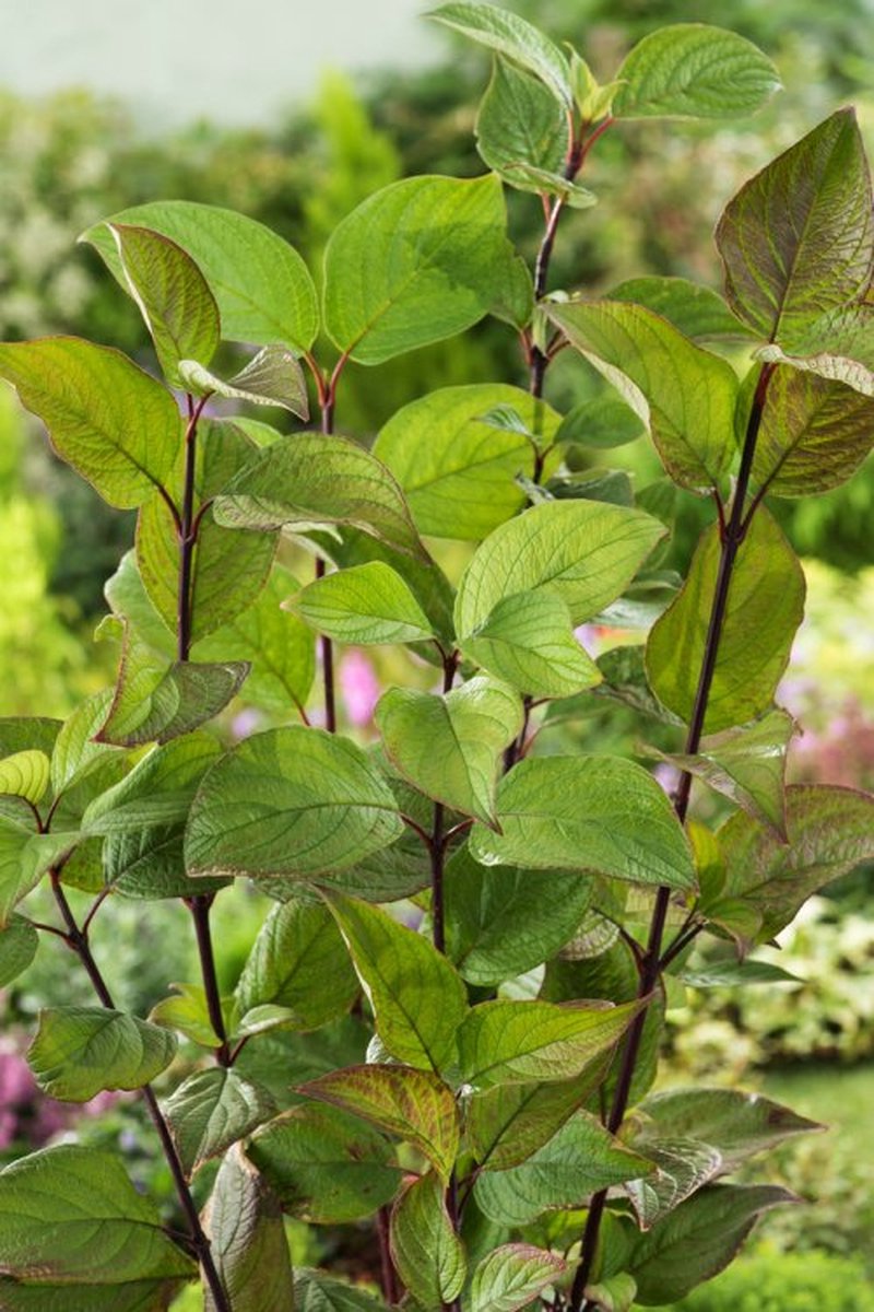 Cornus alba 'Kesselringii' C3 60-80 cm - Bloeiende plant - Geschikt als lage haag - Groeit breed uit - Informele haag - Bladverliezend