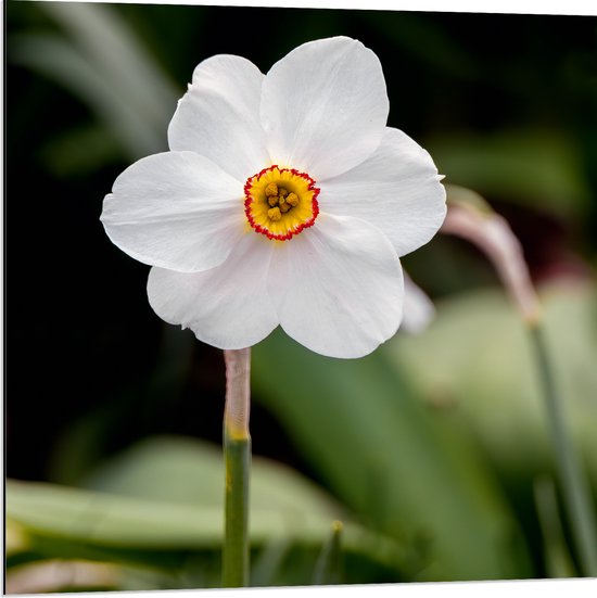Dibond - Narcis bloem witte bladeren en rood gele binnenkant - 80x80 cm Foto op Aluminium (Met Ophangsysteem)