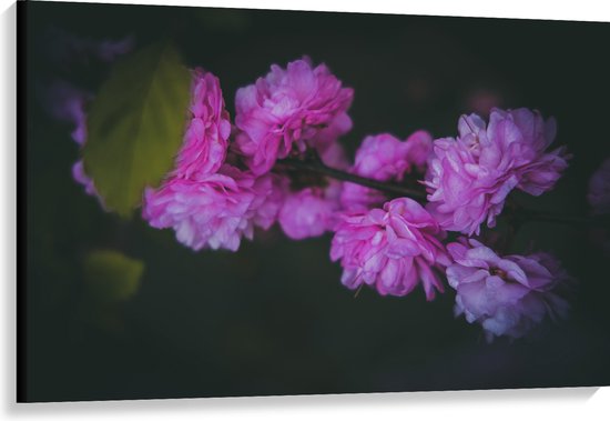 Canvas - Roze en Paarse Pioenrozen met Donkere Achtergrond - Bloemen - 120x80 cm Foto op Canvas Schilderij (Wanddecoratie op Canvas)