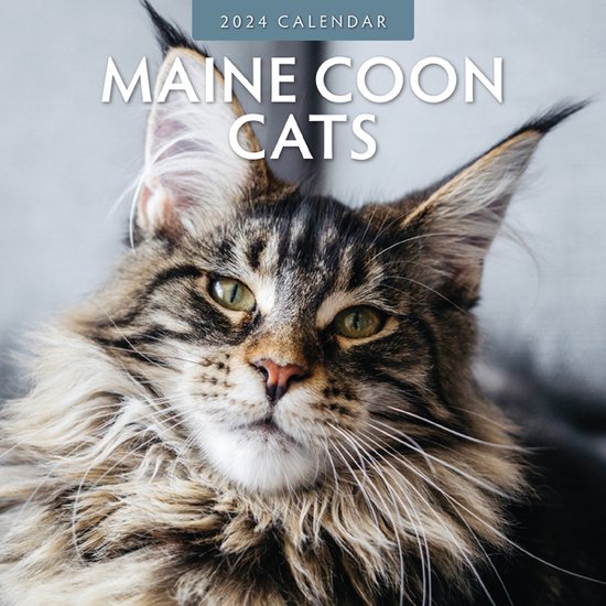 Maine Coon Cats Kalender 2024 | bol.com