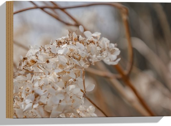 Hout - Droge Witte Bloemen tussen Bruine Takken - 40x30 cm - 9 mm dik - Foto op Hout (Met Ophangsysteem)