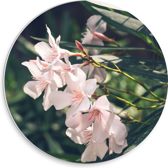 PVC Schuimplaat Muurcirkel - Licht Roze Oleander Bloemen Tussen Donker Groene Takken en Bladeren - 30x30 cm Foto op Muurcirkel (met ophangsysteem)