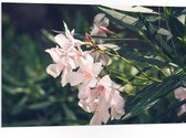 PVC Schuimplaat - Licht Roze Oleander Bloemen Tussen Donker Groene Takken en Bladeren - 105x70 cm Foto op PVC Schuimplaat (Met Ophangsysteem)