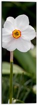 Dibond - Narcis bloem witte bladeren en rood gele binnenkant - 30x90 cm Foto op Aluminium (Wanddecoratie van metaal)