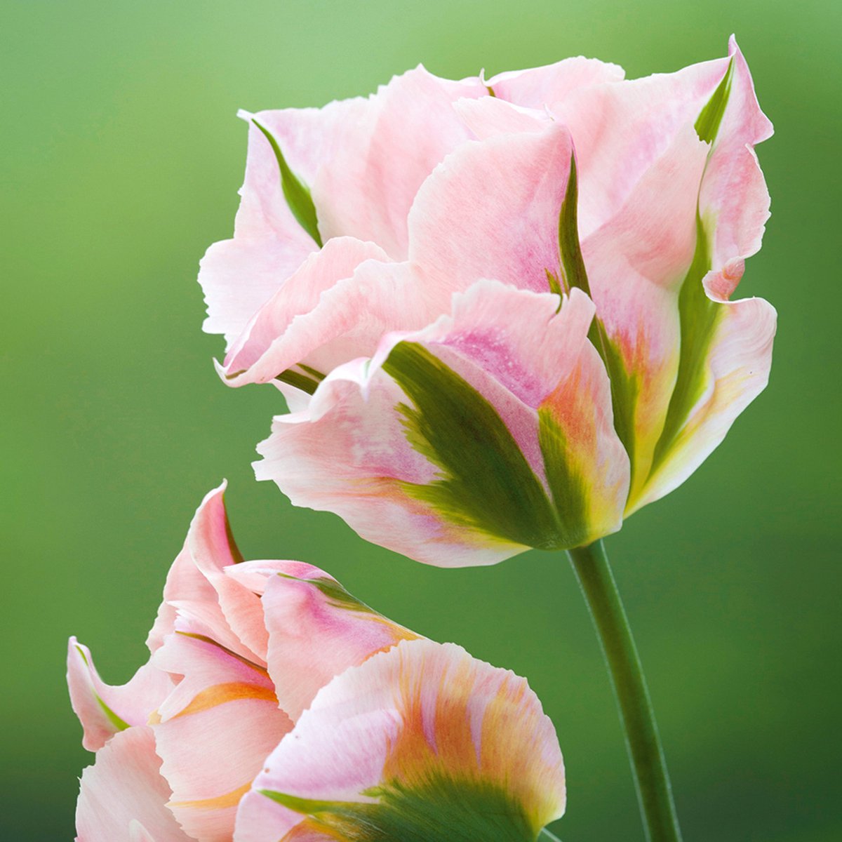 Tulp China Town | 10 stuks | Tulpenbollen