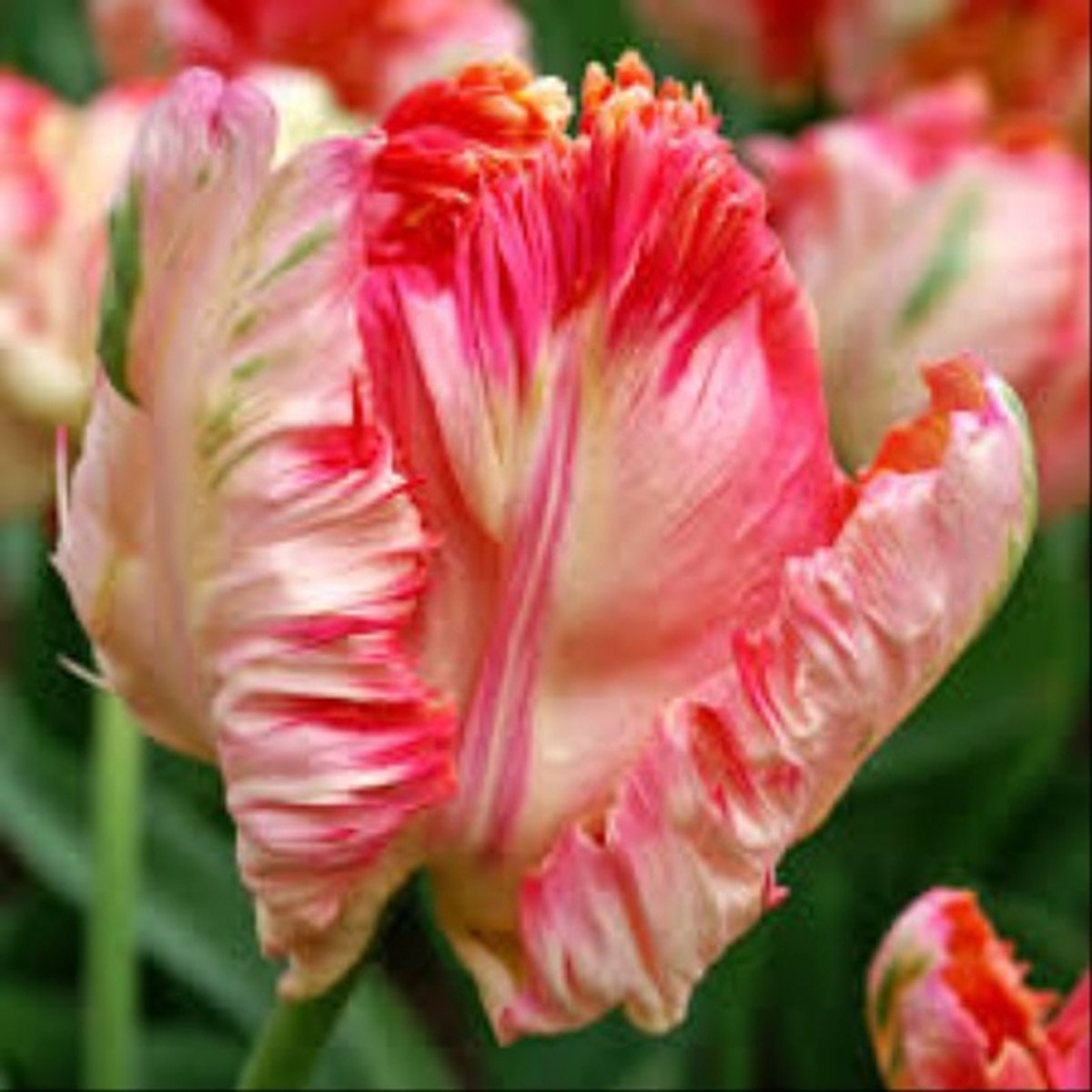 Tulp Apricot Parrot 10 stuks tulpenbollen