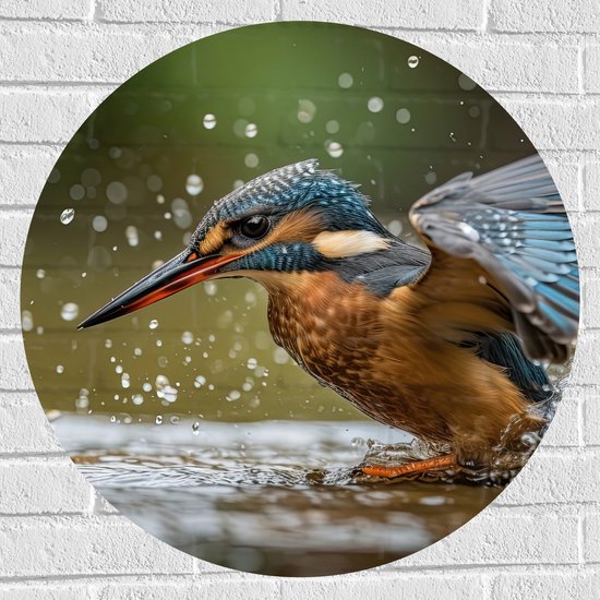 Muursticker Cirkel - Dier - Vogel - Kleuren - Water - 70x70 cm Foto op Muursticker