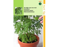2 stuks - Hortitops - Mimosa Pudica Kruidje Roer Me Niet