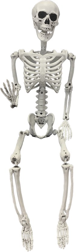 Un squelette debout de 90 cm avec des articulations mobiles, isolé sur un fond blanc.