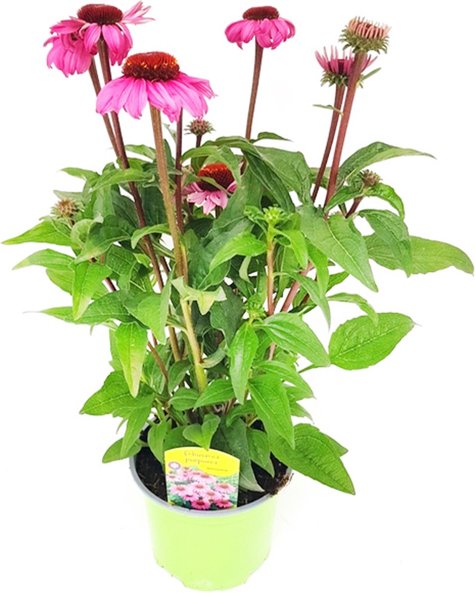 Zonnehoed Echinacea purpurea - Vaste plant - Bloeit donkerroze/rood  juli-oktober | bol