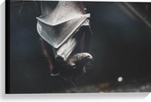 Canvas - Vleermuis hangt te slapen overdag - 60x40 cm Foto op Canvas Schilderij (Wanddecoratie op Canvas)