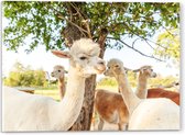 Acrylglas - Witte en bruine alpacas staan buiten bij een boom - 40x30 cm Foto op Acrylglas (Met Ophangsysteem)