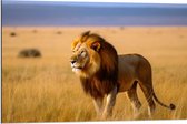 Dibond - Leeuw staat in het gras en kijkt uit over de savanne - 90x60 cm Foto op Aluminium (Wanddecoratie van metaal)