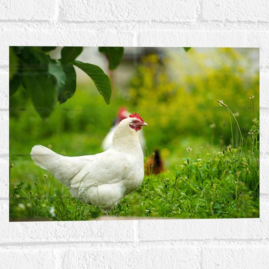Muursticker - Witte kip staat buiten in het gras - 40x30 cm Foto op Muursticker