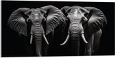 Acrylglas - Portretfoto van Duo Olifanten voor Zwarte Achtergrond (Zwart-wit) - 100x50 cm Foto op Acrylglas (Met Ophangsysteem)